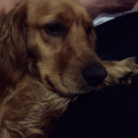Amerikan Cocker Spaniel, Köpek  Shot fotoğrafı