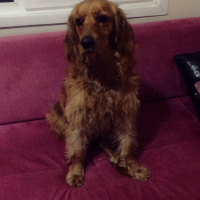 Amerikan Cocker Spaniel, Köpek  Shot fotoğrafı