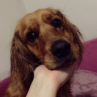 Amerikan Cocker Spaniel, Köpek  Shot fotoğrafı