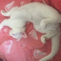 Ankara Kedisi, Kedi  Alfa fotoğrafı