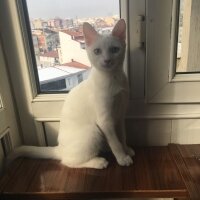 Ankara Kedisi, Kedi  Alfa fotoğrafı