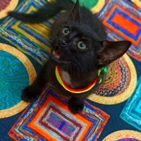 Bombay, Kedi  Kömür fotoğrafı
