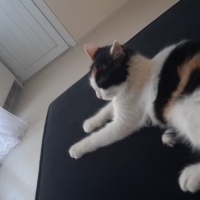 Manx, Kedi  5421014119 Karamel Yeni yuvasını arıyor fotoğrafı