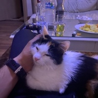 Manx, Kedi  5421014119 Karamel Yeni yuvasını arıyor fotoğrafı