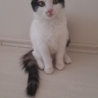 Manx, Kedi  5421014119 Karamel Yeni yuvasını arıyor fotoğrafı