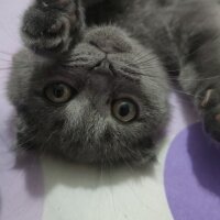 Scottish Fold, Kedi  Duman fotoğrafı