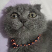 Scottish Fold, Kedi  Duman fotoğrafı