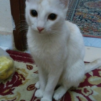 Van Kedisi, Kedi  Kedilerimize iyi bakabilicek aile arıyoruz.. fotoğrafı