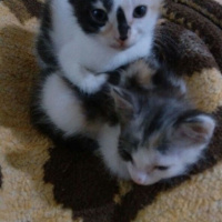 Van Kedisi, Kedi  Kedilerimize iyi bakabilicek aile arıyoruz.. fotoğrafı