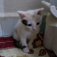 Van Kedisi, Kedi  Kedilerimize iyi bakabilicek aile arıyoruz.. fotoğrafı