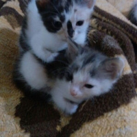 Van Kedisi, Kedi  Kedilerimize iyi bakabilicek aile arıyoruz.. fotoğrafı