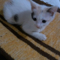 Van Kedisi, Kedi  Kedilerimize iyi bakabilicek aile arıyoruz.. fotoğrafı