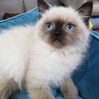 British Longhair, Kedi  Çiko fotoğrafı
