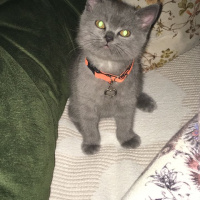 British Shorthair, Kedi  Haşmet fotoğrafı
