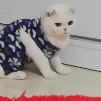 Scottish Fold, Kedi  Hızır ve suffle fotoğrafı