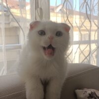 Scottish Fold, Kedi  Hızır ve suffle fotoğrafı