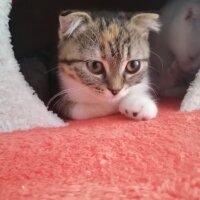 Scottish Fold, Kedi  Hızır ve suffle fotoğrafı