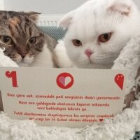 Scottish Fold, Kedi  Hızır ve suffle fotoğrafı