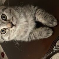 British Shorthair, Kedi  Maskara fotoğrafı