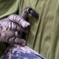 British Shorthair, Kedi  Maskara fotoğrafı