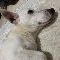 Jack Russell Terrier, Köpek  Findik fotoğrafı