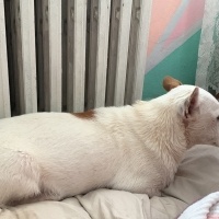 Jack Russell Terrier, Köpek  Findik fotoğrafı