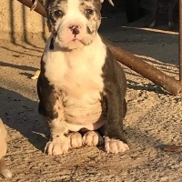 Amerikan Pitbull Terrier, Köpek  Toffee fotoğrafı