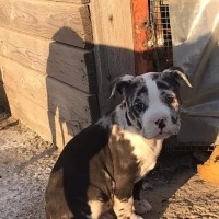 Amerikan Pitbull Terrier, Köpek  Toffee fotoğrafı