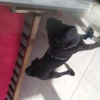 Sokö (Sokak Köpeği), Köpek  pati fotoğrafı
