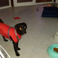 Sokö (Sokak Köpeği), Köpek  pati fotoğrafı