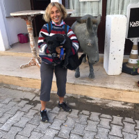 Sokö (Sokak Köpeği), Köpek  pati fotoğrafı