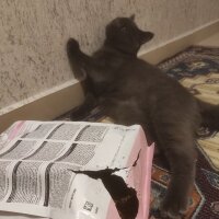 British Shorthair, Kedi  Gürbüz fotoğrafı