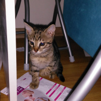 Tekir Kedi, Kedi  Tekirlerimiz fotoğrafı