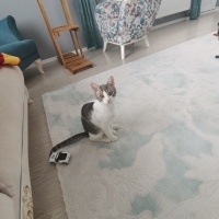 Tekir Kedi, Kedi  Pamuk fotoğrafı