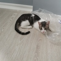Tekir Kedi, Kedi  Pamuk fotoğrafı