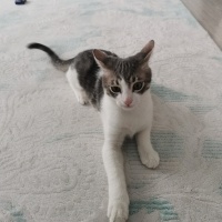 Tekir Kedi, Kedi  Pamuk fotoğrafı