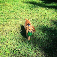 Amerikan Cocker Spaniel, Köpek  Charlie fotoğrafı