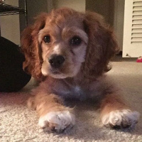 Amerikan Cocker Spaniel, Köpek  Charlie fotoğrafı