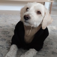 Maltese, Köpek  Miken fotoğrafı