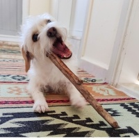 Jack Russell Terrier, Köpek  Minos fotoğrafı
