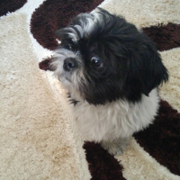 Shih Tzu, Köpek  Casper fotoğrafı