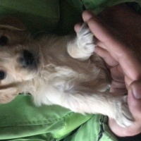 Golden Retriever, Köpek  Lady fotoğrafı