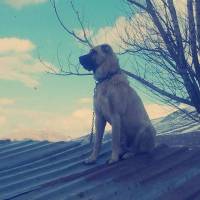 Kangal, Köpek  cesur fotoğrafı