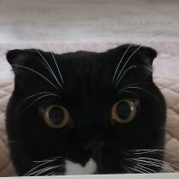 Scottish Fold, Kedi  OREO fotoğrafı