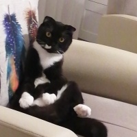 Scottish Fold, Kedi  OREO fotoğrafı