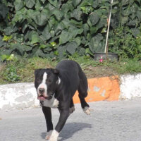 Amerikan Pitbull Terrier, Köpek  Haydut  fotoğrafı