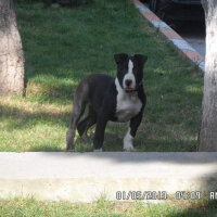 Amerikan Pitbull Terrier, Köpek  Haydut  fotoğrafı