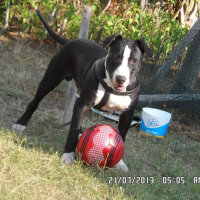 Amerikan Pitbull Terrier, Köpek  Haydut  fotoğrafı