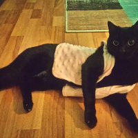 Bombay, Kedi  Mişa fotoğrafı