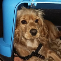 Amerikan Cocker Spaniel, Köpek  LEYDİ fotoğrafı